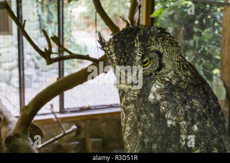 Belle vie sauvage des oiseaux portrait d'un grand hibou en libre Banque D'Images