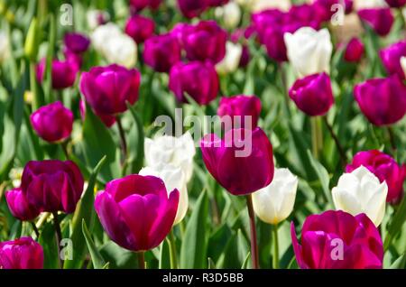 Tulipes Mauve et blanc - tulipe Mauve et blanc 01 Banque D'Images