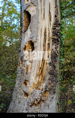 Morscher tronc d'arbre avec des trous de pic-bois et de champignons Banque D'Images