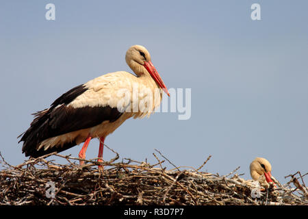 Cigogne Blanche oiseaux sur un nid pendant la période de nidification au printemps Banque D'Images