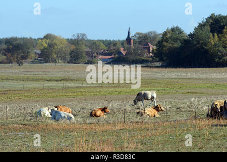 Troupeau de vaches broutant dans un pré à côté de village Prietzen en Allemagne. Région de Havelland Banque D'Images