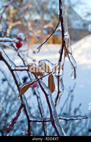 Branche d'arbre avec les glaçons après la pluie verglaçante. Branche de l'arbre gelé en hiver. Banque D'Images