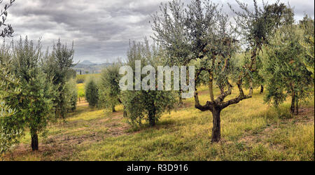 Le jardin des oliviers. Champ d'oliviers méditerranéens prêts pour la récolte. D'olive italienne's Grove avec olives fraîches mûres. Ferme d'olive. Banque D'Images