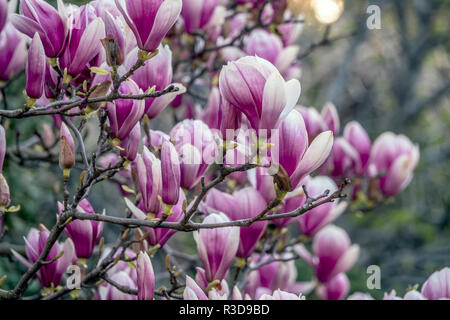 Magnolia soulangeana magnolia soucoupe,est une plante hybride dans le genre Magnolia et la famille Magnoliaceae Banque D'Images