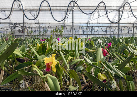 Volcano, Hawaii - Orchidées Orchidées Akatsuka croissance sur Hawaii's Big Island. L'Orchid Nursery est une entreprise familiale, a commencé en 1974 par le Japon Banque D'Images