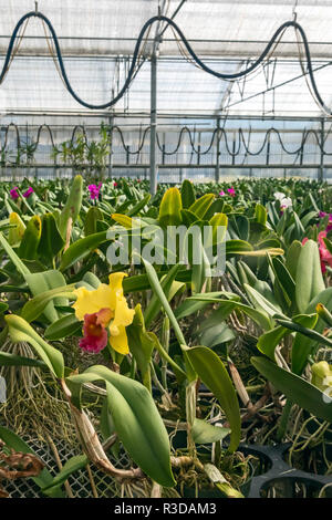 Volcano, Hawaii - Orchidées Orchidées Akatsuka croissance sur Hawaii's Big Island. L'Orchid Nursery est une entreprise familiale, a commencé en 1974 par le Japon Banque D'Images