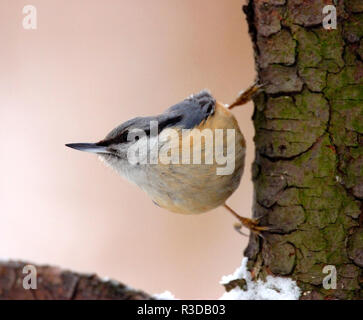 Seul oiseau Cigogne Blanche sur tronc d'arbre au cours d'une période de nidification au printemps Banque D'Images