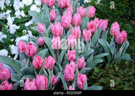 Tulip rose sur le fond d'herbe verte cultivées dans le parc. Printemps en Pays-Bas. Banque D'Images