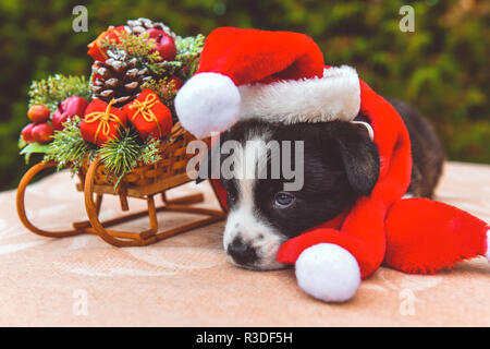 Corgi funny puppy dog in santa hat Banque D'Images