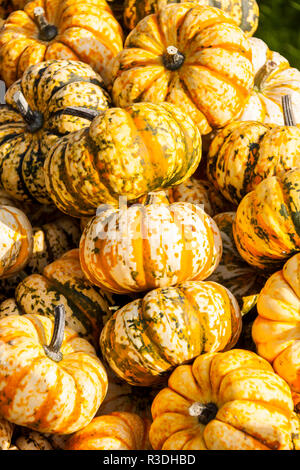 La foudre la citrouille citrouille cucurbita doux micro-ondes Banque D'Images