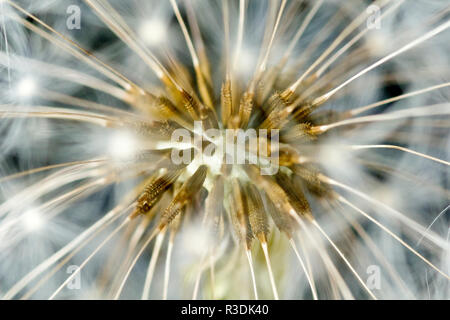 Gros plan du centre d'une tête de graines de pissenlit (Taraxacum officinale), montrant le détail de l'individu. Banque D'Images