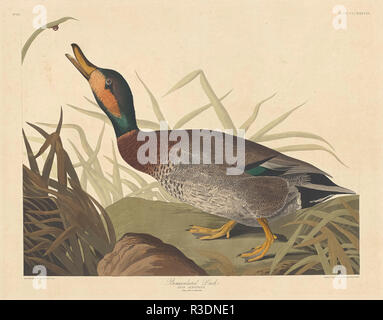 Bemaculated Duck. En date du : 1836. Médium : à la main, gravure et aquatinte sur papier Whatman. Musée : National Gallery of Art, Washington DC. Auteur : Robert Havell après John James Audubon. AUDUBON, JOHN JAMES. Banque D'Images