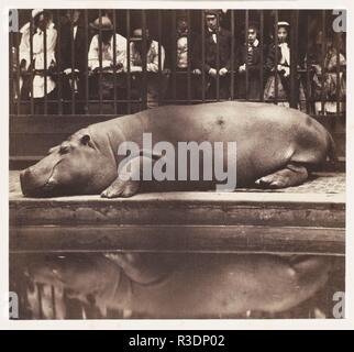 L'Hippopotame à la Zoological Gardens, Regent's Park. Artiste : Juan de Borbón, (espagnol, 1822-1887). Dimensions : Image : 11,1 × 12 cm (4 3/8 x 4 3/4 in.) Mont : 43,8 × 30,5 cm (17 1/4 x 12 in.). Date : 1852. Bien que son enfance a été passé à la cour de son oncle Fernando VII, le roi d'Espagne, le Prince Juan de Borbón a passé la majeure partie de sa vie en Angleterre, en exil à la suite de son père violent du défi à la succession d'Isabel, la fille de Fernando II en 1833. Apparemment l'hébergement aucune ambitions royal, Juan a pris le quelque peu obscure titre de Comte de Montizon en public et, wh Banque D'Images