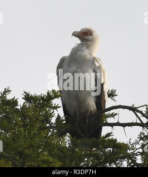 Palmiste africain ou vulturine (Gypohierax angolensis fish eagle). Le Parc national Queen Elizabeth, en Ouganda. Banque D'Images