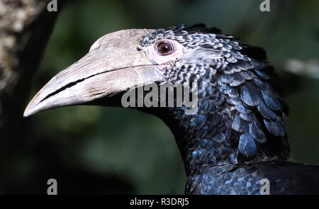 Une femelle de charme noir et blanc (Bycanistes subcylindricus) dans les bois. Sanctuaire marécageux de Bigodi, parc national de la forêt de Kibale, Ouganda, Banque D'Images