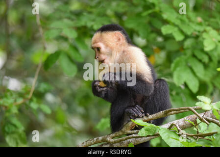 Tamarin de Geoffroy (Saguinus geoffroyi). Un type de petit singe au Panama. Un singe noir et blanc rougeâtre avec nape, cette forêt un dans sa maison. Banque D'Images