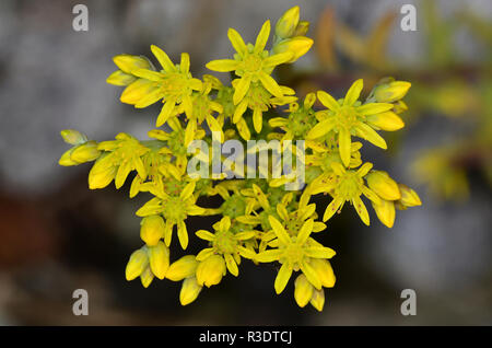 Rock stonecrop en fleur. Portland, Dorset, UK Juillet Banque D'Images