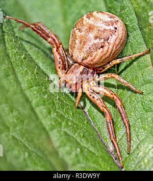 Araignée crabe xysticus ulmi marais Banque D'Images