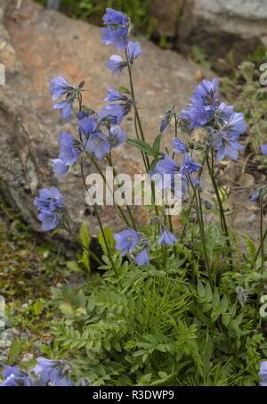 Tall Jacob's-ladder, Polemonium acutiflorum, en fleurs dans le jardin. De Circum espèces boréales. Banque D'Images