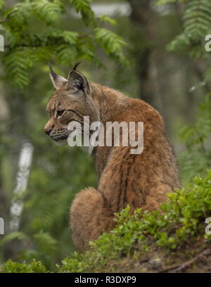 Le lynx d'Eurasie, Lynx lynx, forêts boréales, en Scandinavie. Banque D'Images