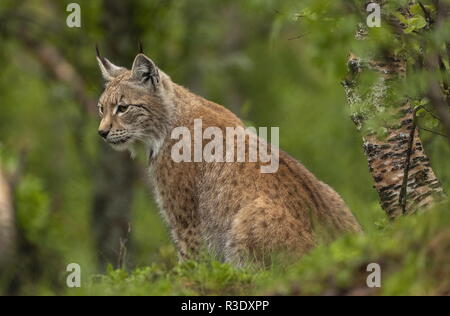 Le lynx d'Eurasie, Lynx lynx, forêts boréales, en Scandinavie. Banque D'Images