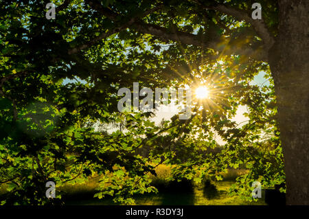 La lumière du soleil du matin brille à travers les feuilles d'un arbre Banque D'Images