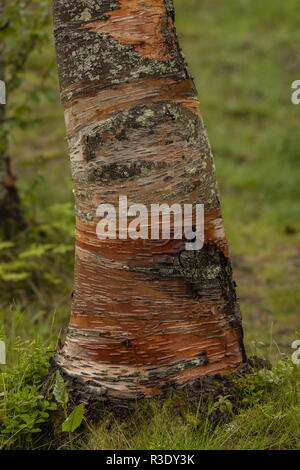 Arctic bouleau pubescent (Betula pubescens var. pumila, tronc de vieil arbre ; la Norvège arctique. Banque D'Images