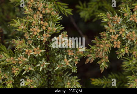 Bush, Juniper Juniperus communis, avec ses fleurs mâles Banque D'Images