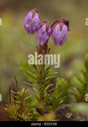 Phyllodoce caerulea blue, Heath, en fleurs. Très rare au Royaume-Uni. Banque D'Images