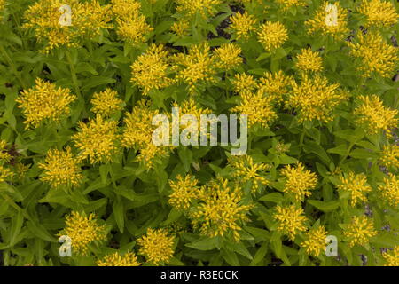 Orpin, Sedum aizoon Aizoon, en culture, en provenance du Japon et de l'Est de l'Asie. Banque D'Images