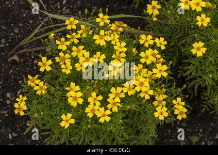 Marigold Signet, Tagetes tenuifolia 'Lemon Gem', dans le jardin ou pour la culture ; l'origine. Banque D'Images