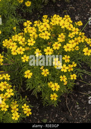 Marigold Signet, Tagetes tenuifolia 'Lemon Gem', dans le jardin ou pour la culture ; l'origine. Banque D'Images