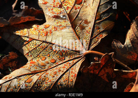 Gouttes de rosée sur les feuilles d'automne Banque D'Images