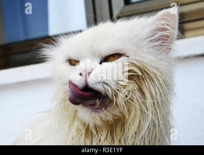 Angry cat licking sa bouche humide Banque D'Images