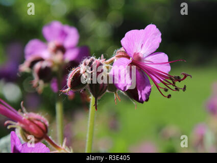 Close up of lovely pink Geranium macrorrhizum fleurs également connu sous le nom de rock gothique cranes bill, dans un parc naturel en plein air, éclairé par le soleil du matin. Banque D'Images