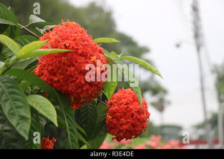 Belle fleur de Rangam du Bangladesh Banque D'Images