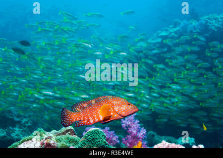Cephalopholis miniata corail [hind] avec une école de vivaneaux en arrière-plan. La mer d'Andaman, en Thaïlande. Banque D'Images