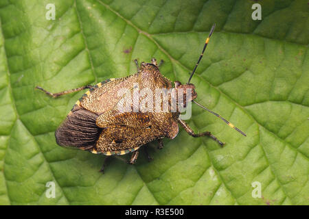 Vue du haut vers le bas d'un Shieldbug Troilus luridus (Bronze) reposant sur une feuille. Tipperary, Irlande Banque D'Images