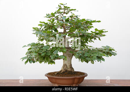 Recherche européenne ou le hêtre commun (Fagus sylvatica) bonsai sur une table en bois et fond blanc Banque D'Images