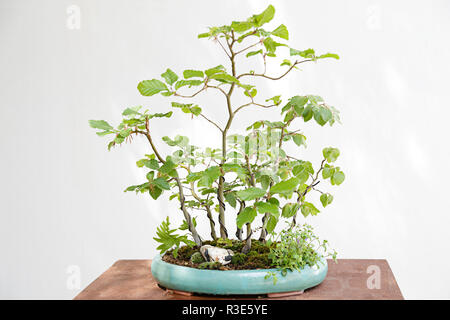 Recherche européenne ou le hêtre commun (Fagus sylvatica) bonsai sur une table en bois et fond blanc Banque D'Images