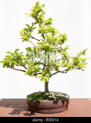 Recherche européenne ou le hêtre commun (Fagus sylvatica) bonsai sur une table en bois et fond blanc Banque D'Images