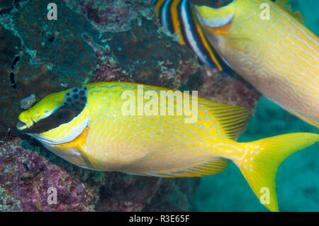 Poisson lapin masqué [Siganus puellus]. Mabul, la Malaisie. Banque D'Images