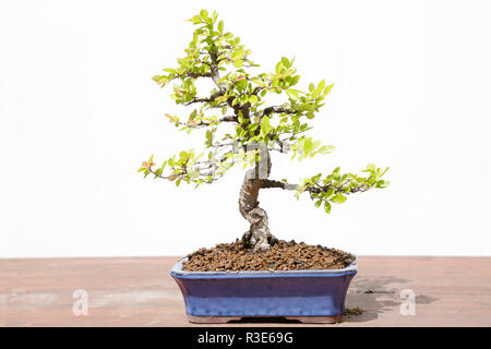 Le Chinois l'orme (Ulmus parvifolia) bonsai sur une table en bois et fond blanc Banque D'Images