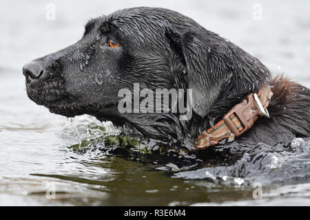 Head shot d'un Labrador noir dans l'eau Banque D'Images