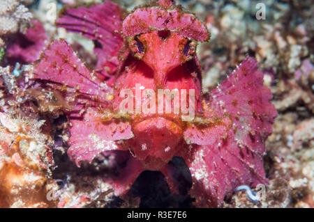 Paddle-flap [Rhinopias eschmeyeri scorpénidés]. Puerto Galera, Philippines. Banque D'Images