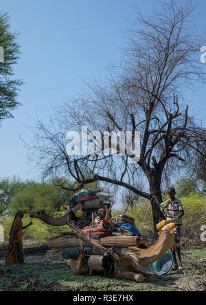 Caravane de chameaux s'arrêter pour faire un camp, région Afar, Semera, Ethiopie Banque D'Images