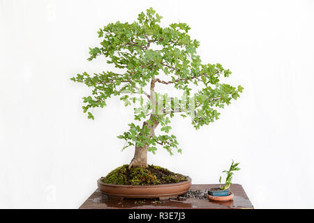 L'érable de Montpellier (Acer monspessulanum) bonsai sur une table en bois et fond blanc Banque D'Images