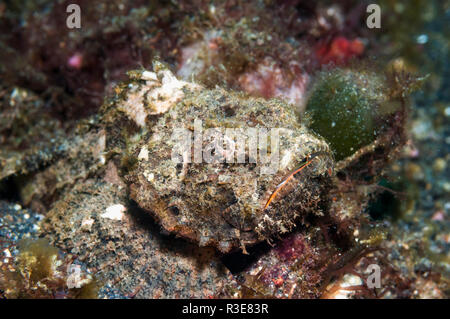 [Scorpaenopsis diabolus rascasses à bosse]. Détroit de Lembeh, au nord de Sulawesi, Indonésie. Banque D'Images