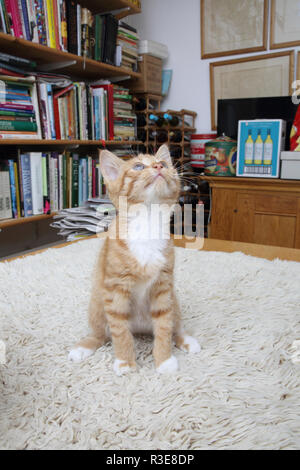 Le gingembre et le chaton blanc jusqu'à prêt à bondir Banque D'Images