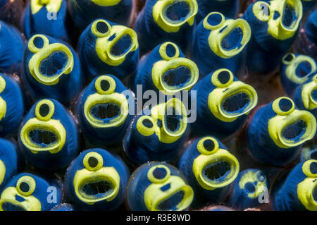 Goldring [tuniciers Clavelina robusta]. Puerto Galera, Philippines. Banque D'Images